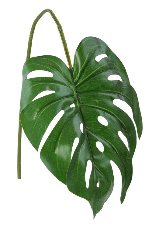 Monstera list Monstera list - Dekorace a domácnost Dekorace